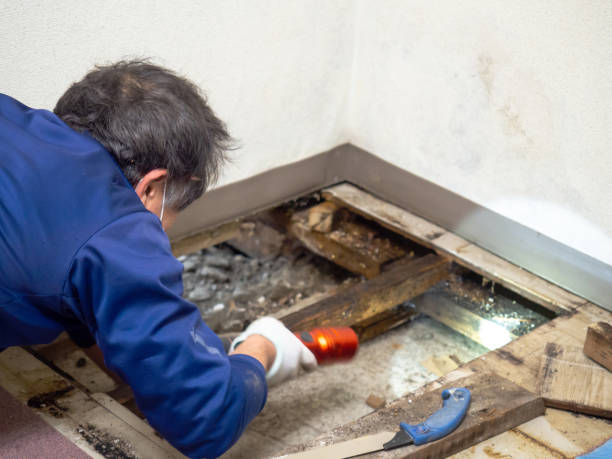 Brackettville, TX Mold Remediation Company