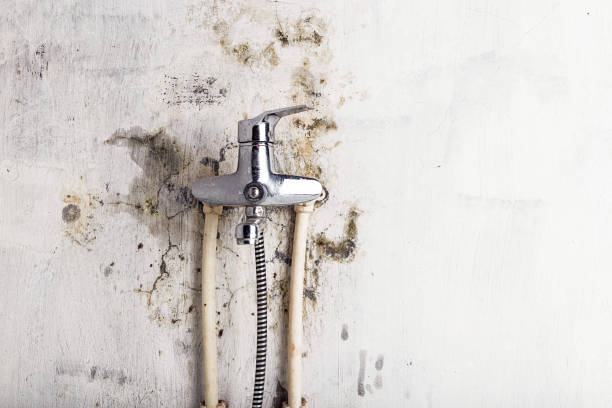 Brackettville, TX Mold Removal Pros