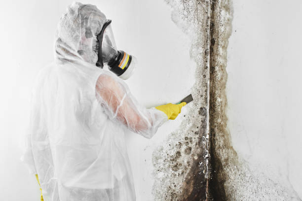Best Crawl Space Mold Remediation in Brackettville, TX