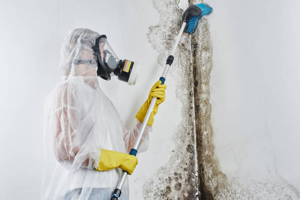 Best Localized Mold Remediation (e.g., coastal areas, humid climates) in Brackettville, TX