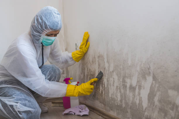 Best Mold Testing and Inspection Services in Brackettville, TX