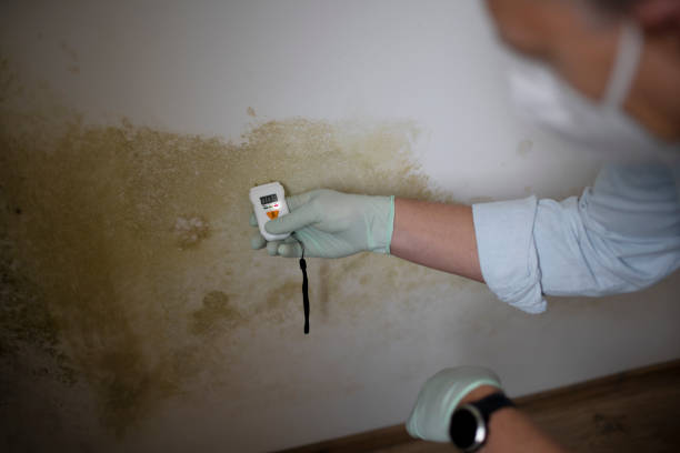 Best White Mold Remediation in Brackettville, TX