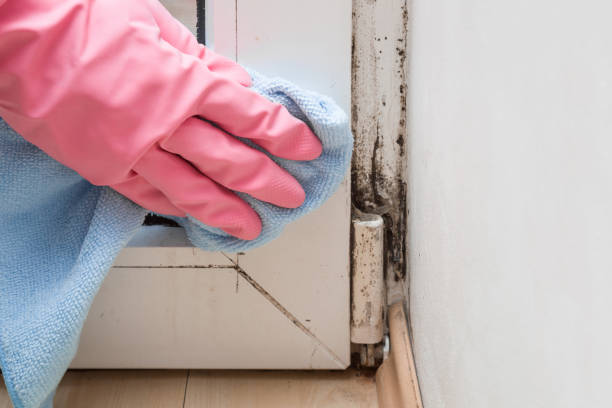 Best Attic Mold Remediation in Brackettville, TX